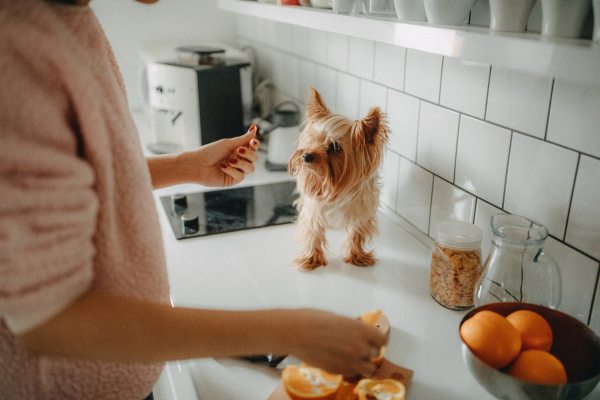 Jak přejít na granule z barfu?